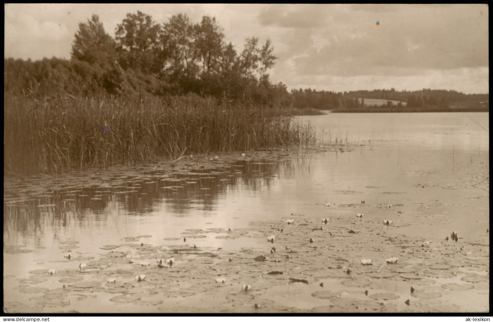 Foto Liezēre Latvia Seerosen Auf Dem See 1936 Foto - Lettonie