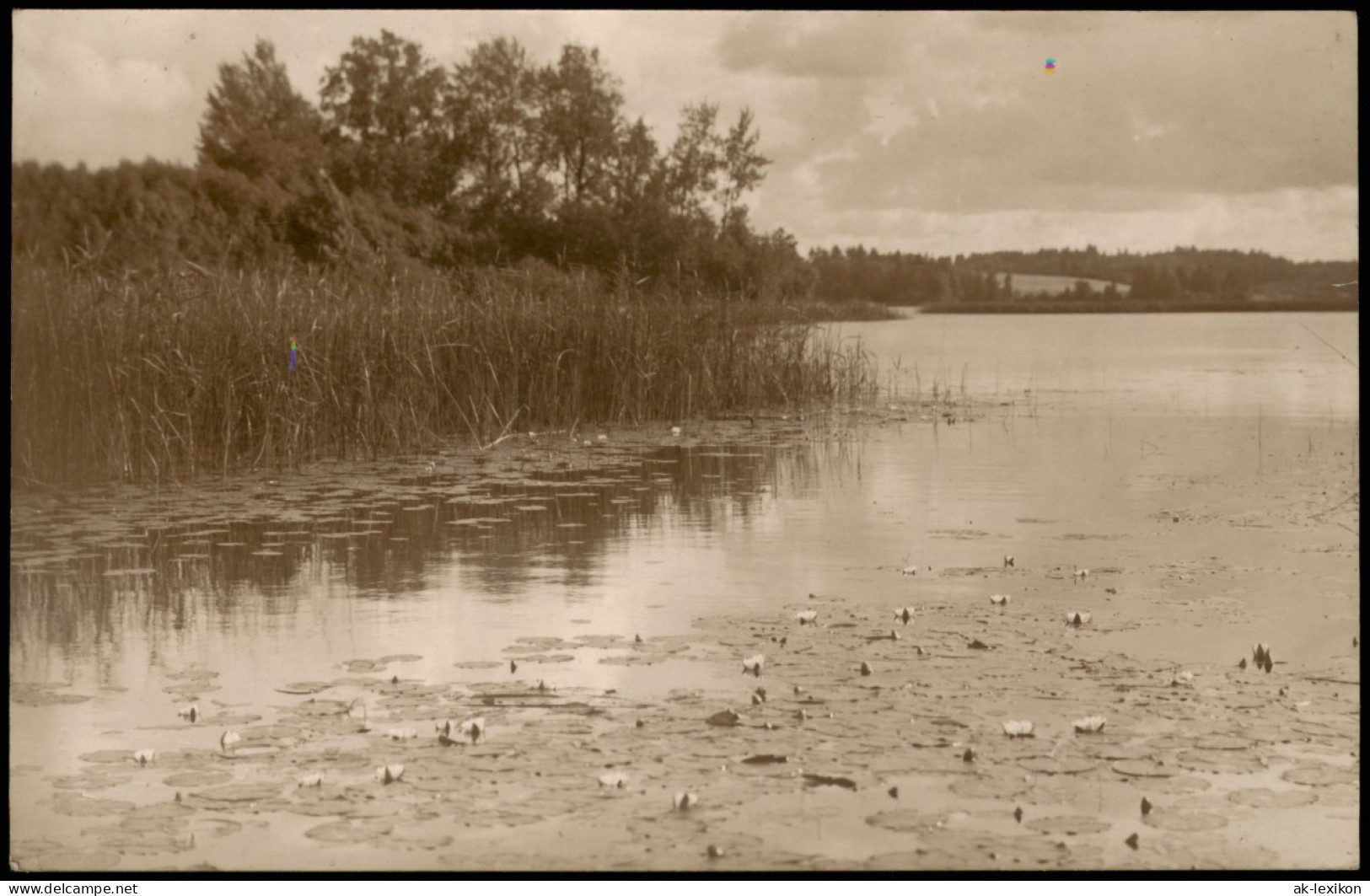 Foto Liezēre Latvia Seerosen Auf Dem See 1936 Foto - Latvia