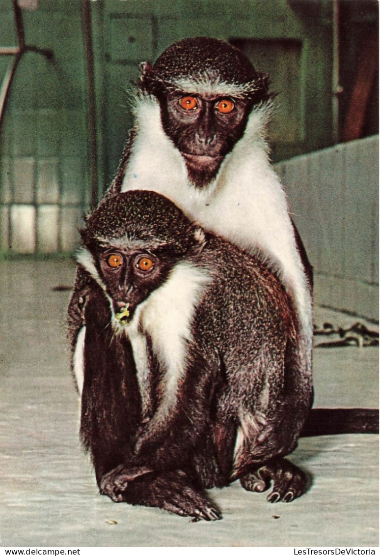 ANIMAUX & FAUNE - Singes - Diana Meerkatze - Mono Macaco - Diana Moncey - Carte Postale Ancienne - Monkeys