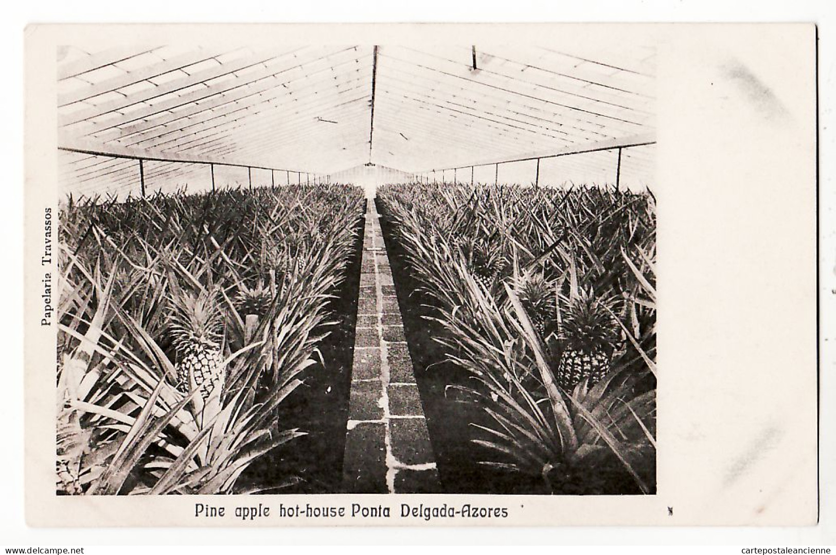 29154 / ⭐ ♥️ Peu Commun AZORES PONTA DELGADA PINE APPLE HOT HOUSE Açores Culture ANANAS Sous Serre 1900s - Açores