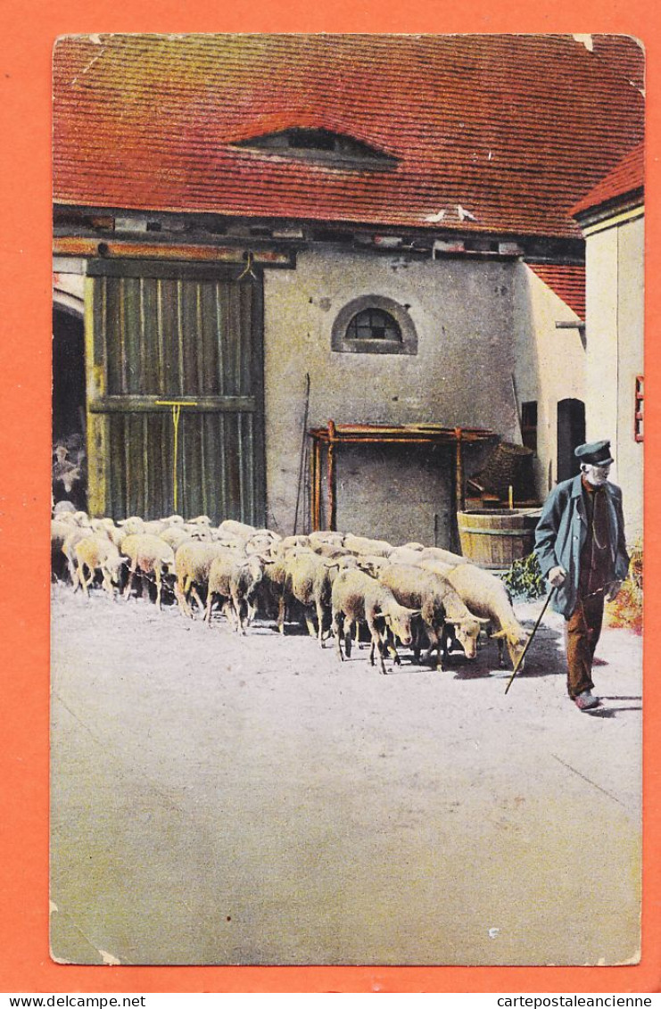 37326 / ⭐ OSS Noord-Brabant 1909 Herder Kudde Schapen à FIGUEL Pensionnat Frères Caluire Série 779-3 Nederland Pays-Bas - Oss