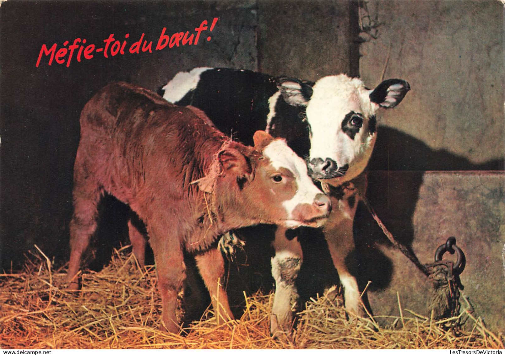 ANIMAUX & FAUNE - Vaches - Méfie Toi Du Boeuf - Deux Veaux Dans Une étable - Carte Postale Ancienne - Koeien