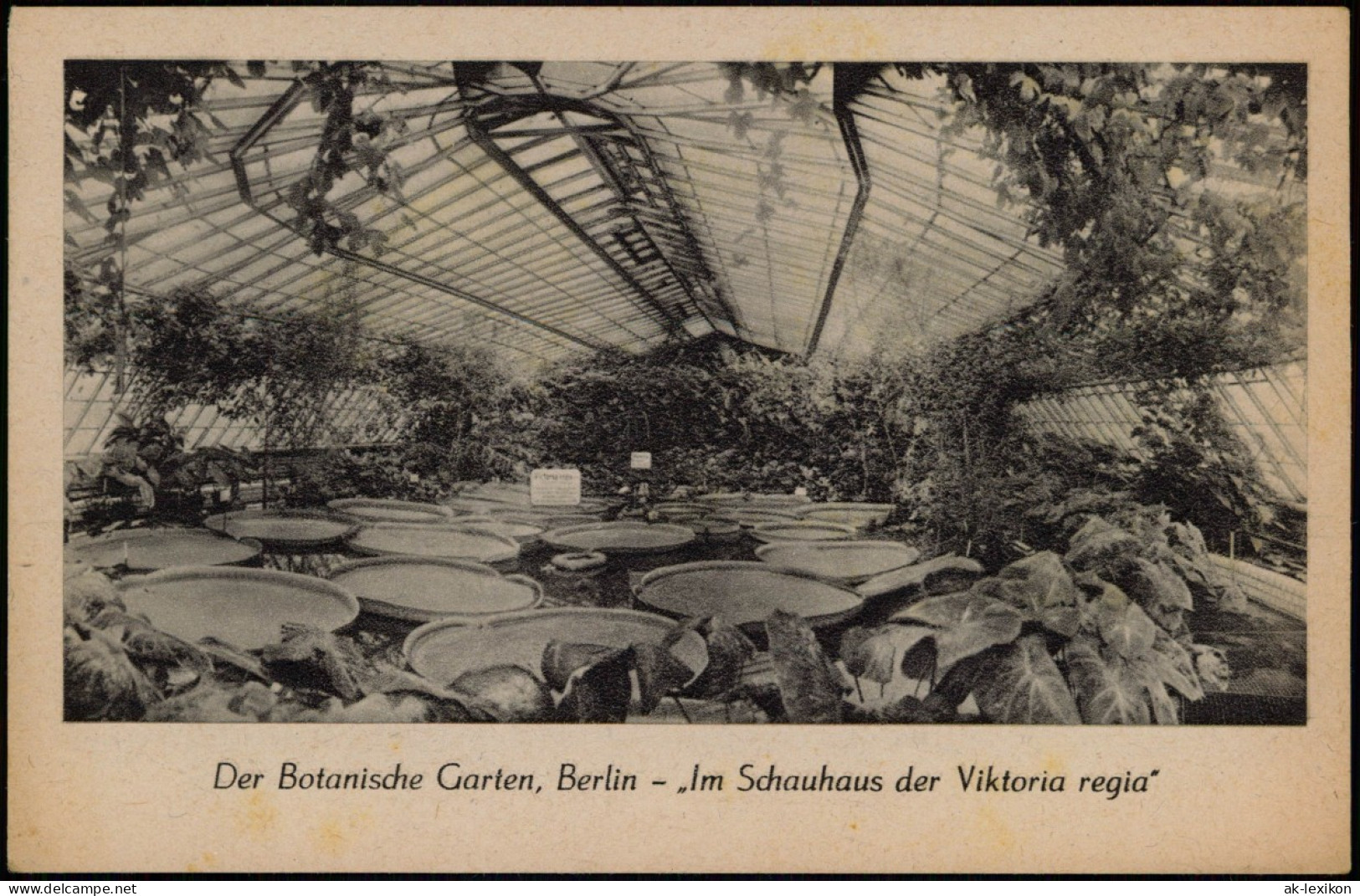 Dahlem-Berlin Der Botanische Garten - Im Schauhaus Der Viktoria Regia 1944 - Dahlem