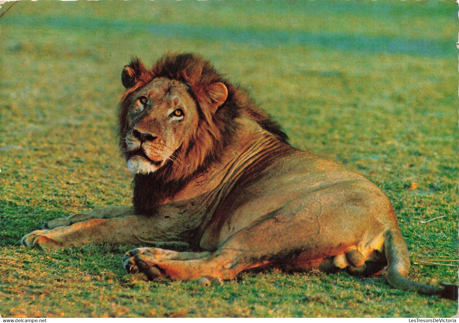 ANIMAUX & FAUNE - Lions - Africa - Un Lion En Train De Se Reposer - Carte Postale Ancienne - Lions