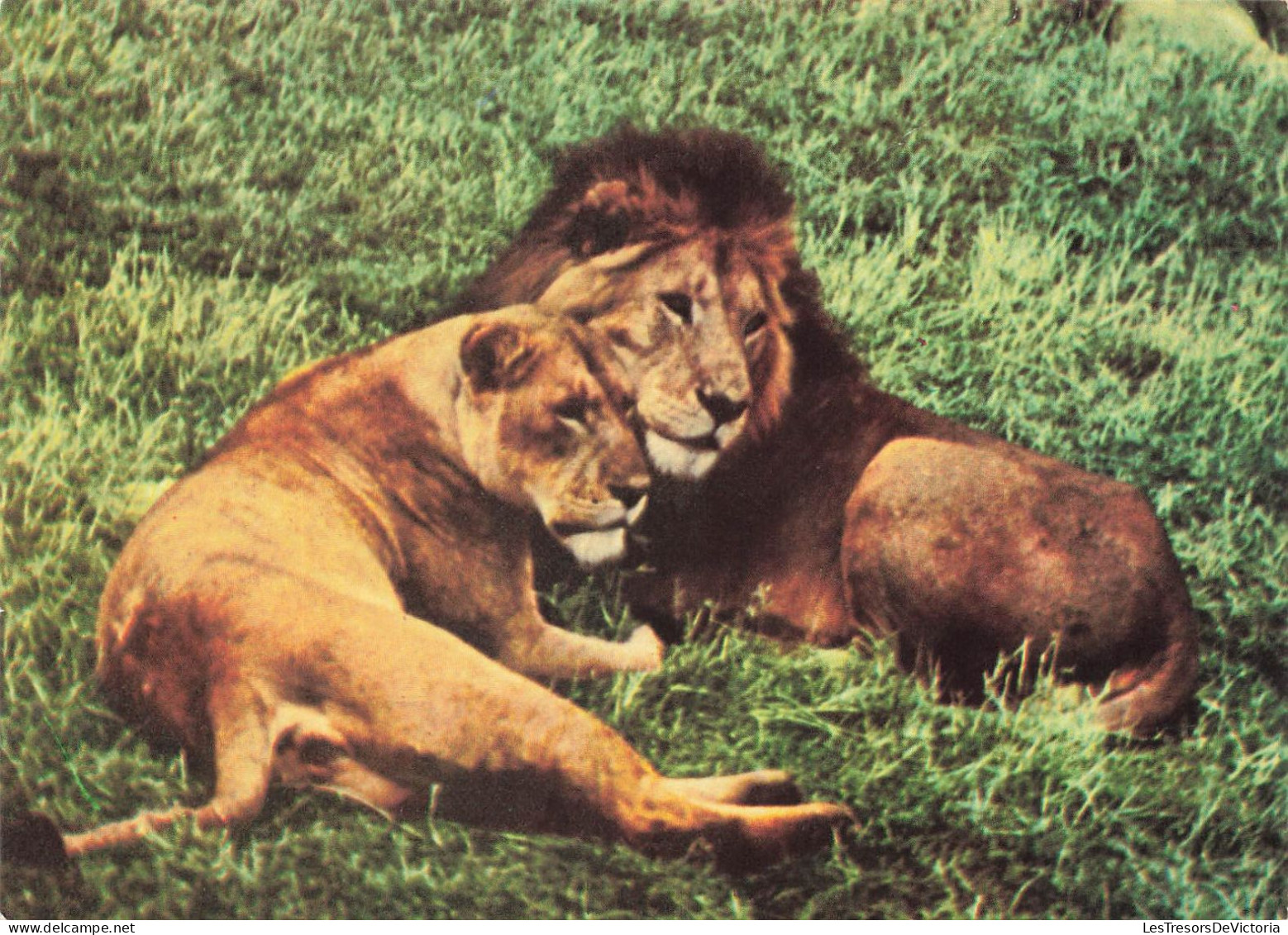 ANIMAUX & FAUNE - Lions  - 1494 - East African Game - Lion And Lioness  - Carte Postale Ancienne - Leeuwen