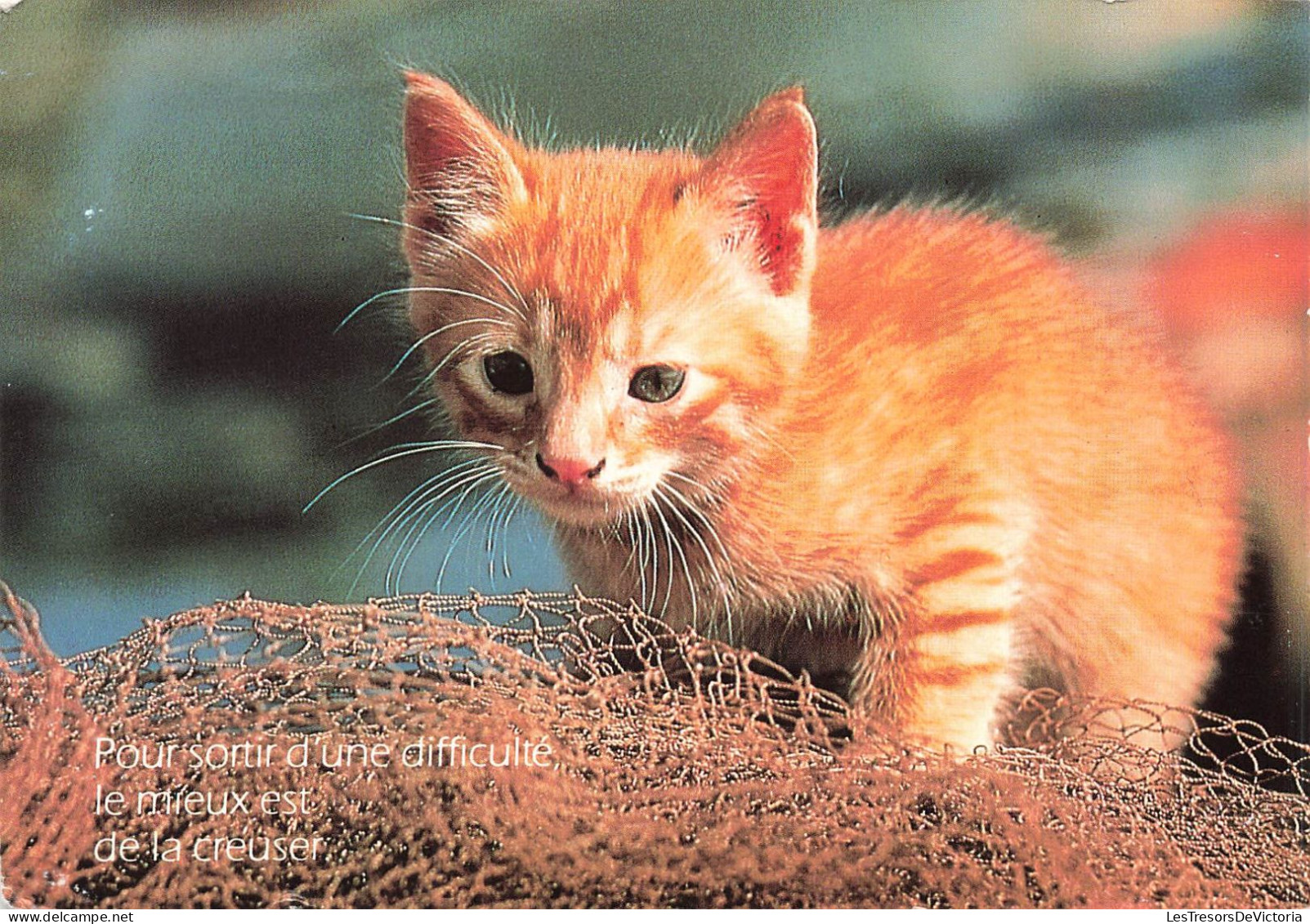 ANIMAUX & FAUNE - Chats - Chaton - Pour Sortir D'une Difficulté Le Mieux Est De La Creuser - Carte Postale Ancienne - Gatos