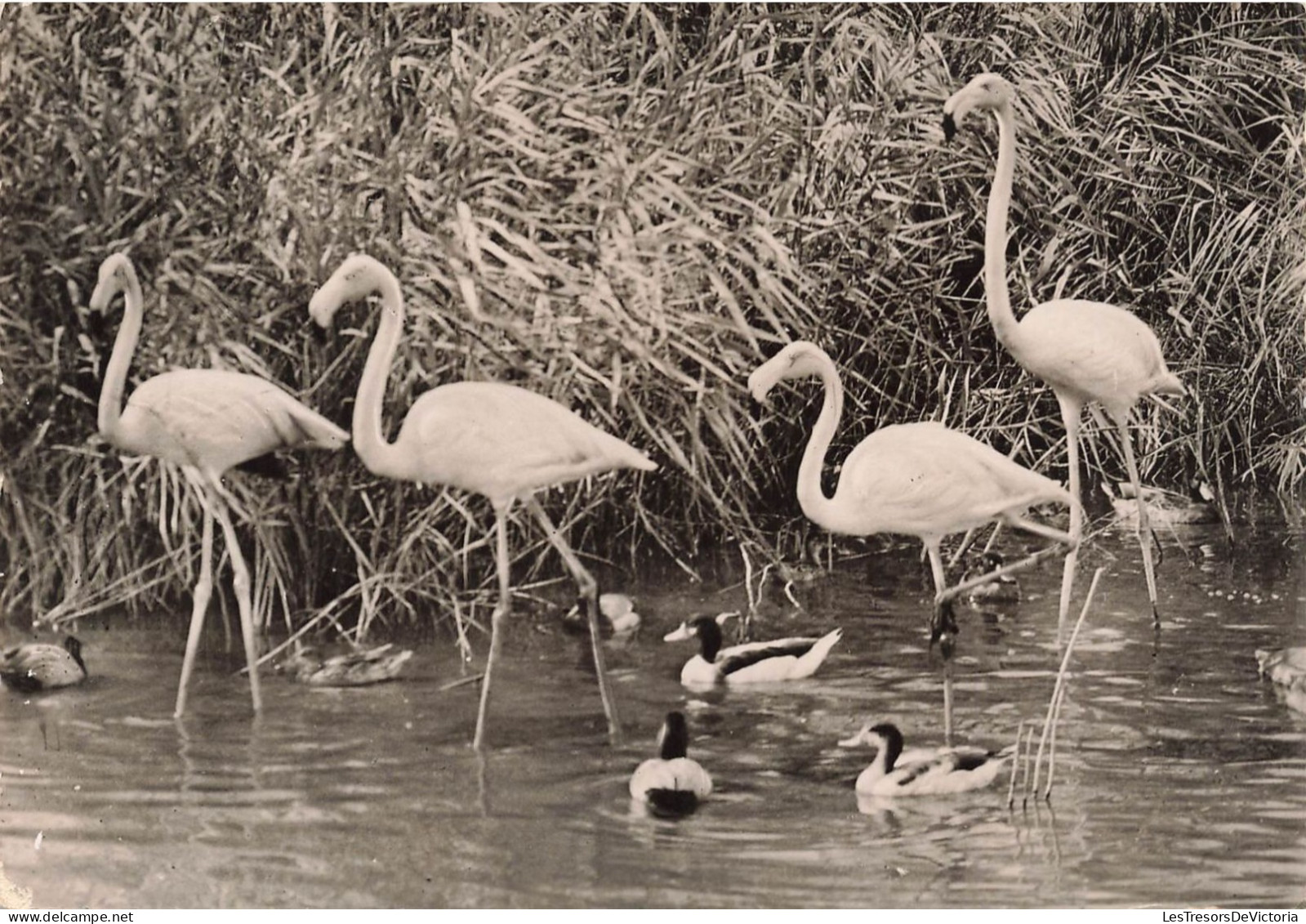 ANIMAUX & FAUNE - Oiseaux - La Camargue - Stes Maries De La Mer - Flamands Roses - Carte Postale Ancienne - Birds