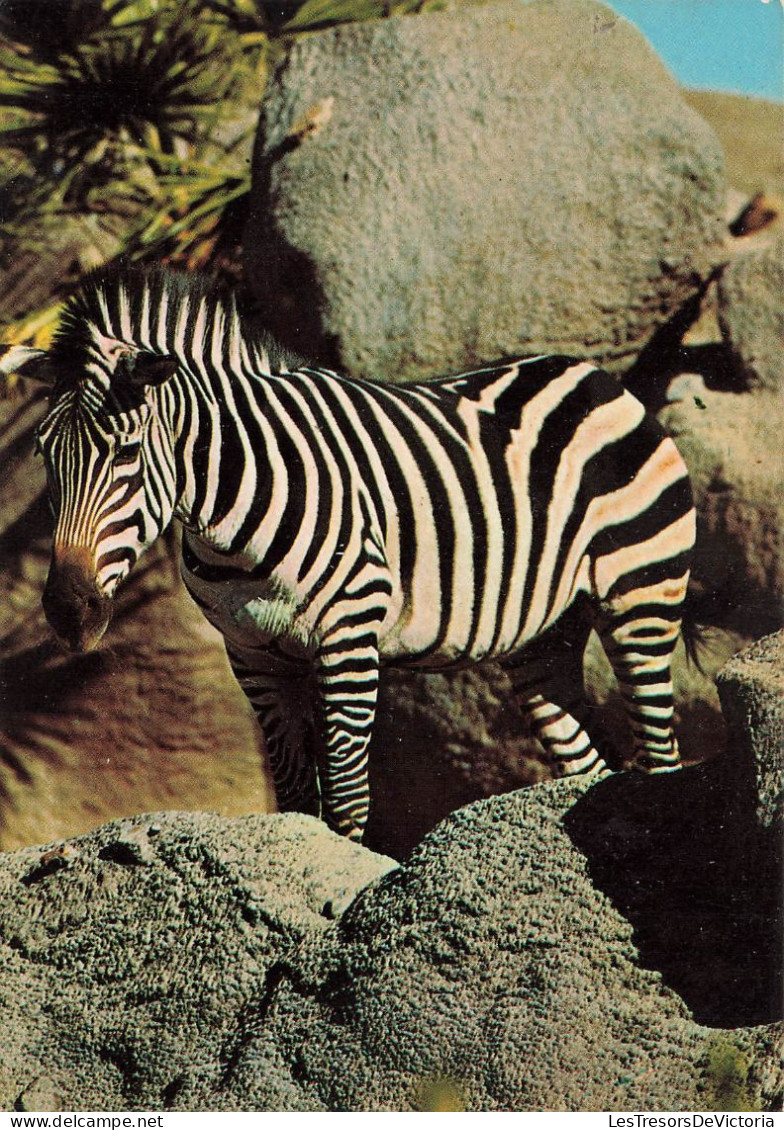 ANIMAUX & FAUNE - Zèbres - Un Zèbre En Train De Se Promener Dans La Nature - Près D'un Rocher  - Carte Postale Ancienne - Zebras