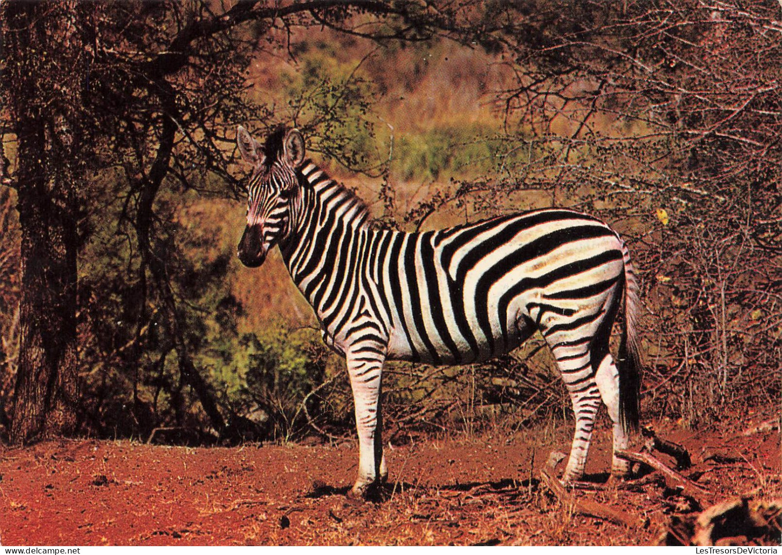 ANIMAUX & FAUNE - Zèbres - Un Zèbre Dans La Nature En Train De Se Balader - Carte Postale Ancienne - Zebras