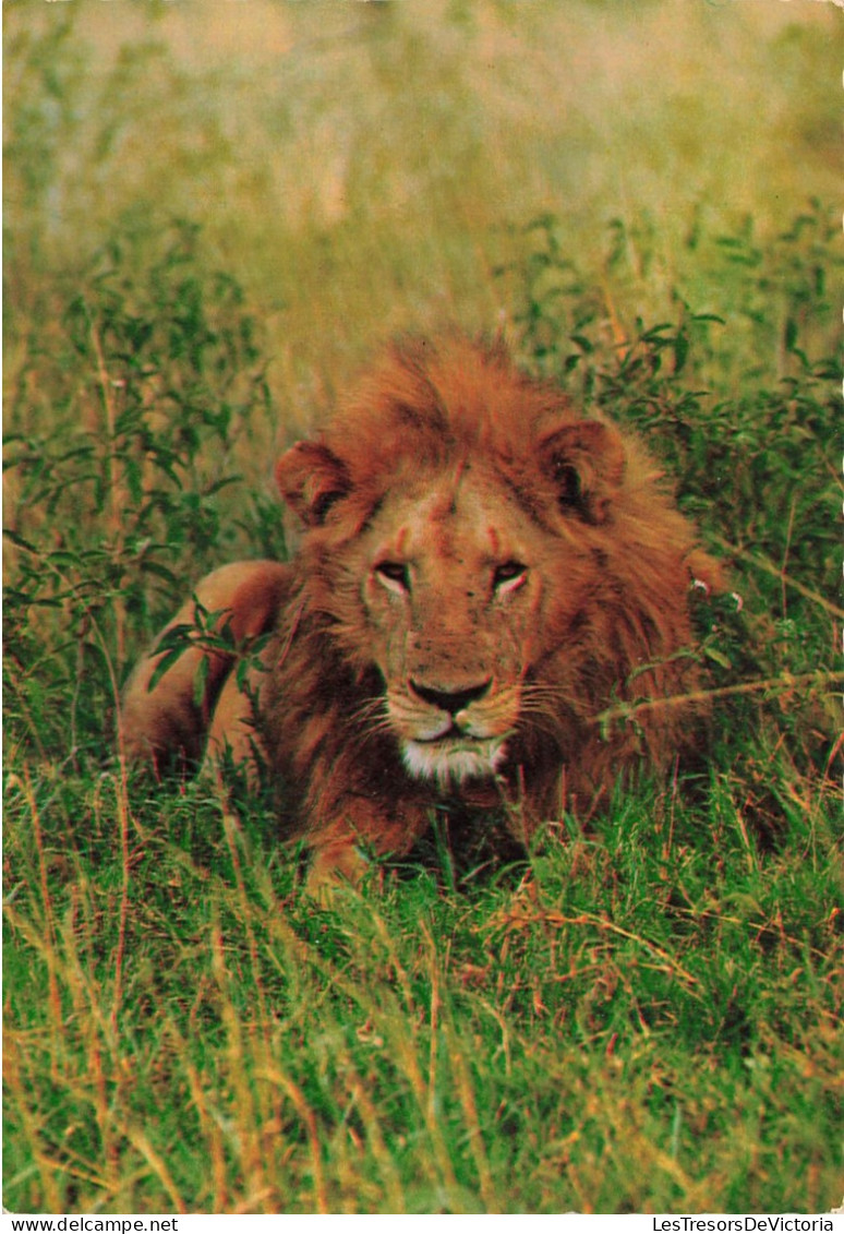 ANIMAUX & FAUNE - Lions - Africa - Leone Maschio - Africa - Un Lion En Train De Se Reposer - Carte Postale Ancienne - Löwen