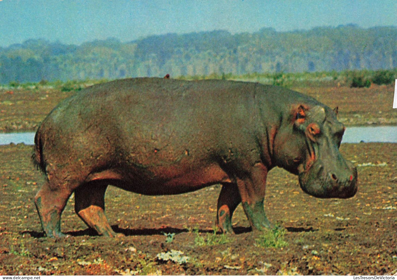 ANIMAUX & FAUNE - Hippopotames - Hippopotame - Afrique - Un Hippopotame En Train De Se Balader - Carte Postale Ancienne - Flusspferde