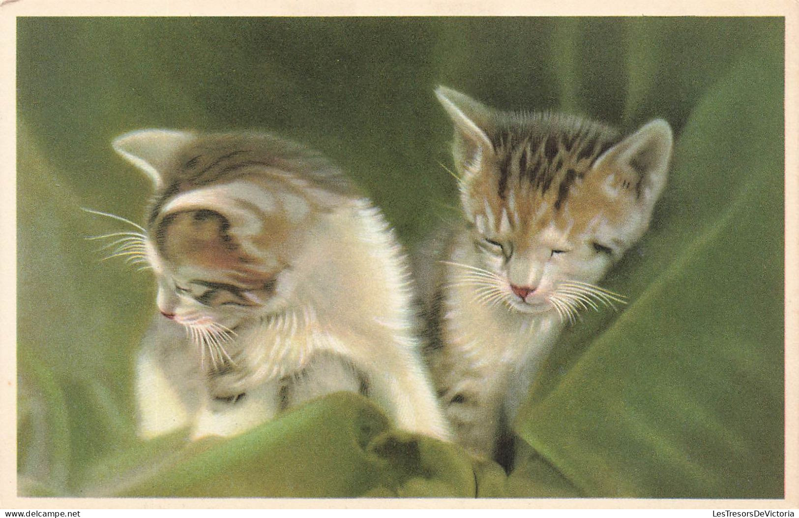 ANIMAUX & FAUNE - Chats - Deux Petits Chatons En Train De Dormir - Carte Postale Ancienne - Gatos