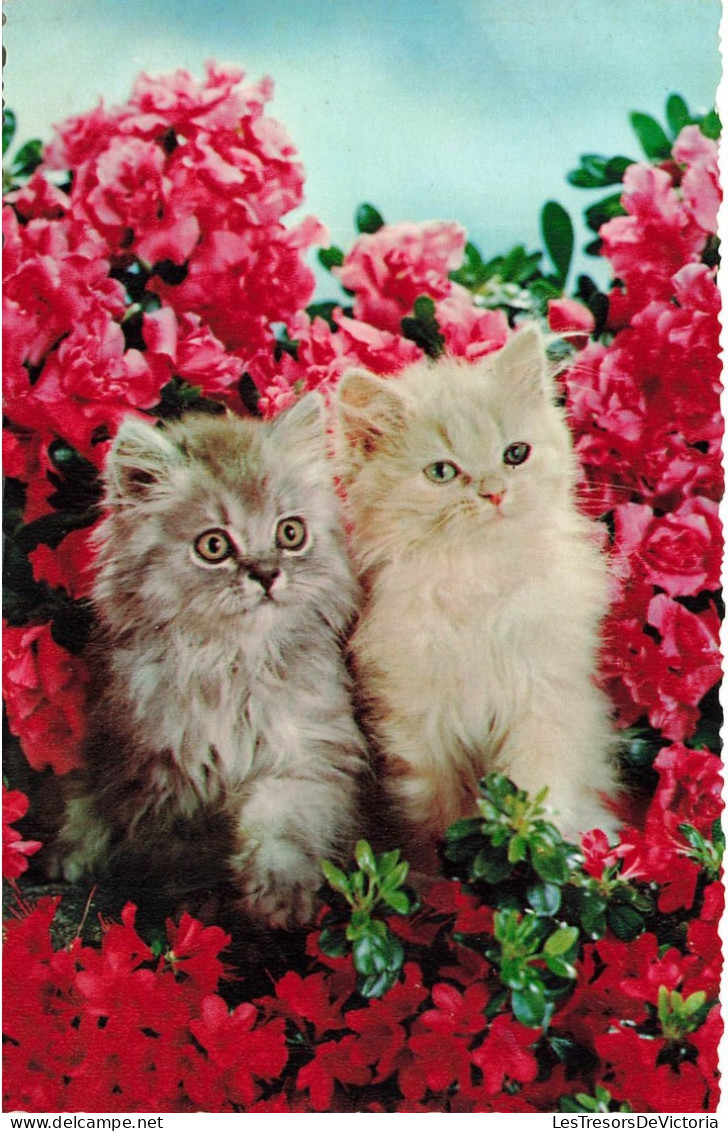 ANIMAUX & FAUNE - Chats - Deux Petits Chatons Assis Dans Des Fleurs - Carte Postale Ancienne - Gatos