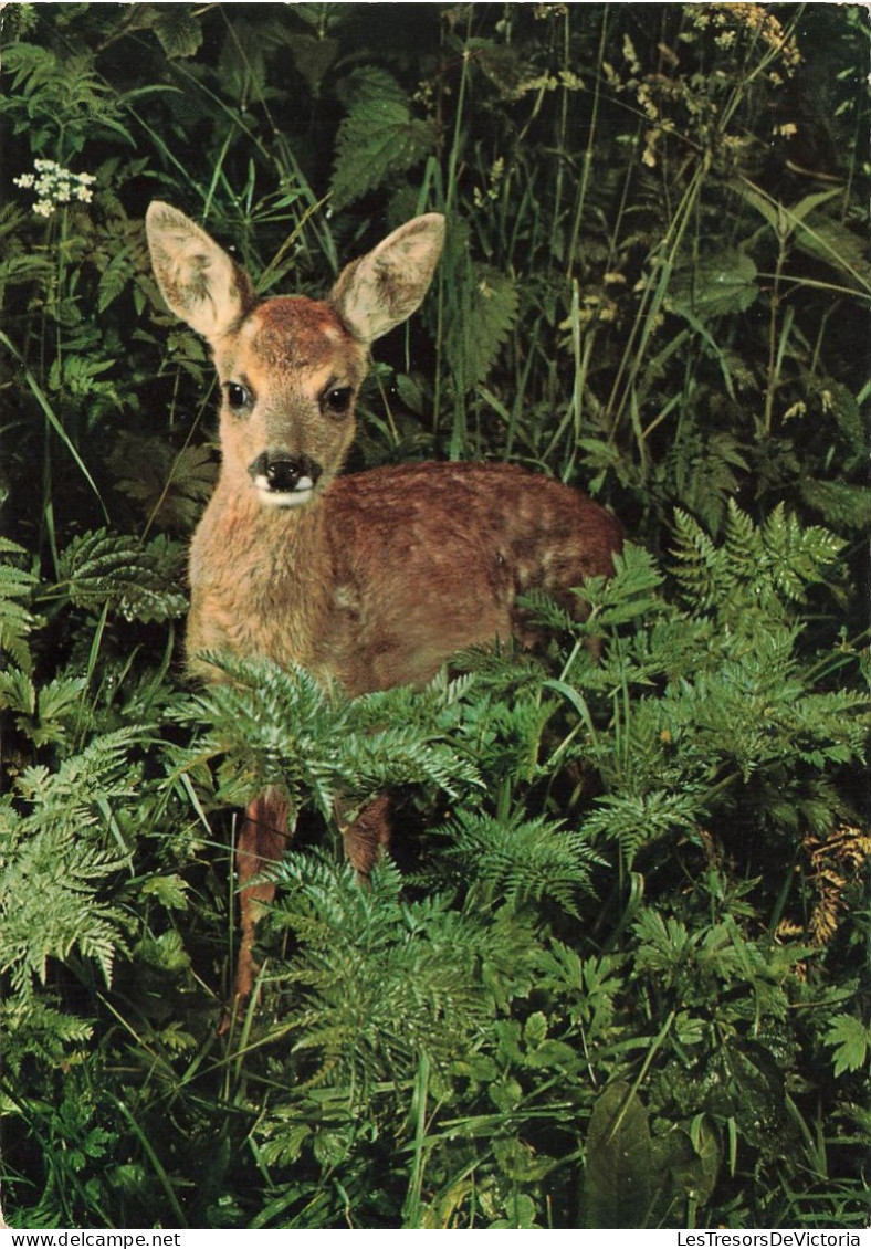 ANIMAUX & FAUNE - Cerfs - Chevreuil - Reh - Capriolo - Roe - Dans La Forêt - Carte Postale Ancienne - Gatos