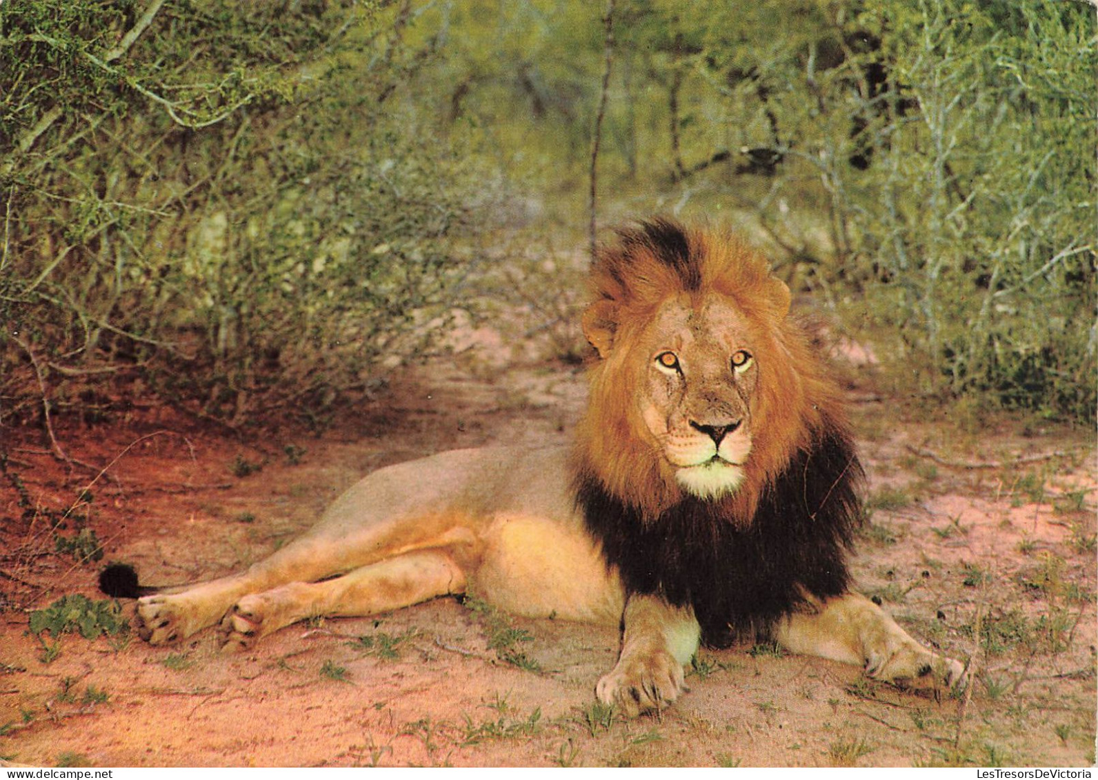 ANIMAUX & FAUNE - Lions - Un Lion En Train De Se Reposer - Carte Postale Ancienne - Lions