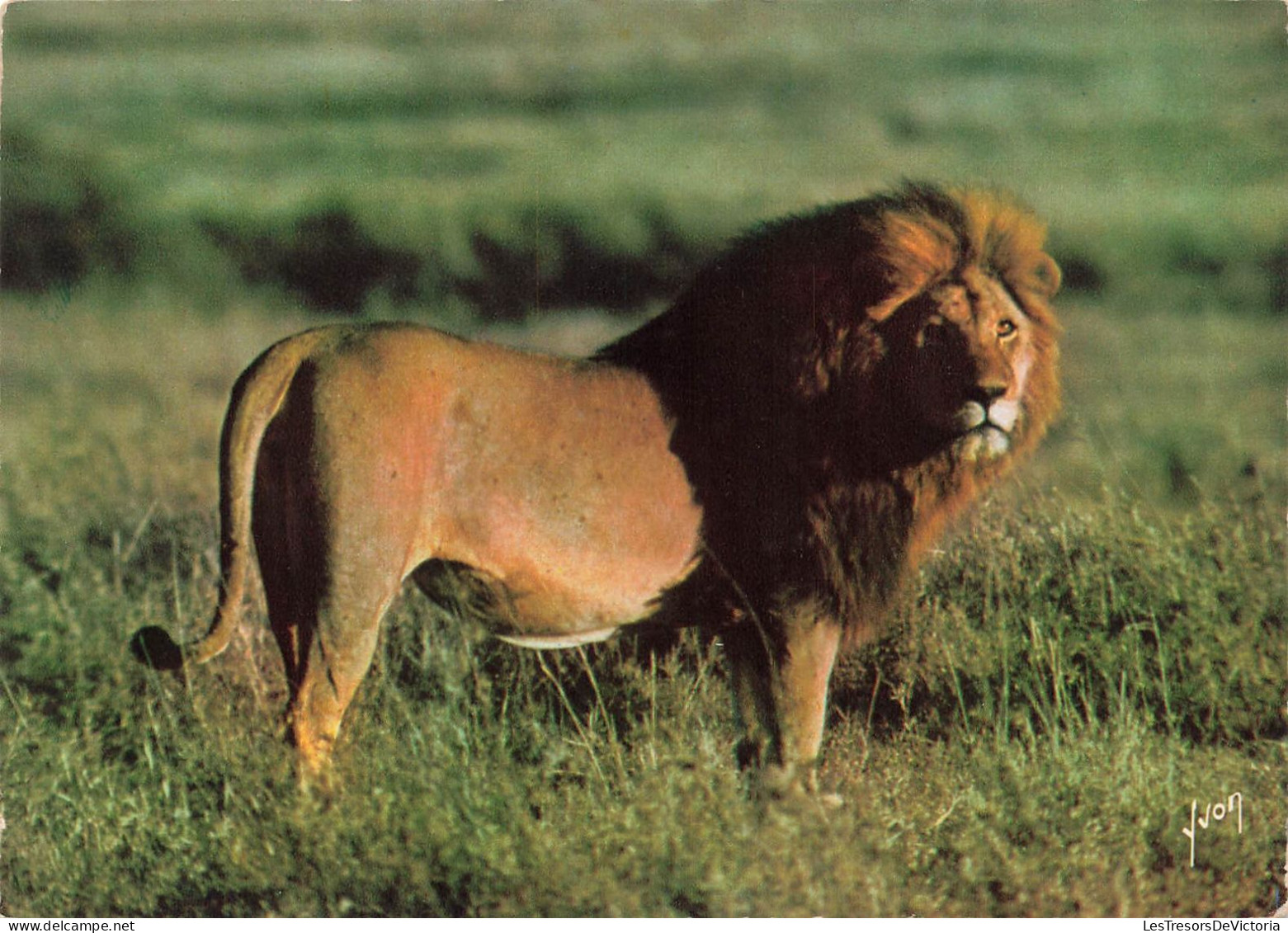 ANIMAUX & FAUNE - Lions - Francis Et Les Animaux D'Afrique - Un Lion Dans La Nature - Sauvage - Carte Postale Ancienne - Leoni