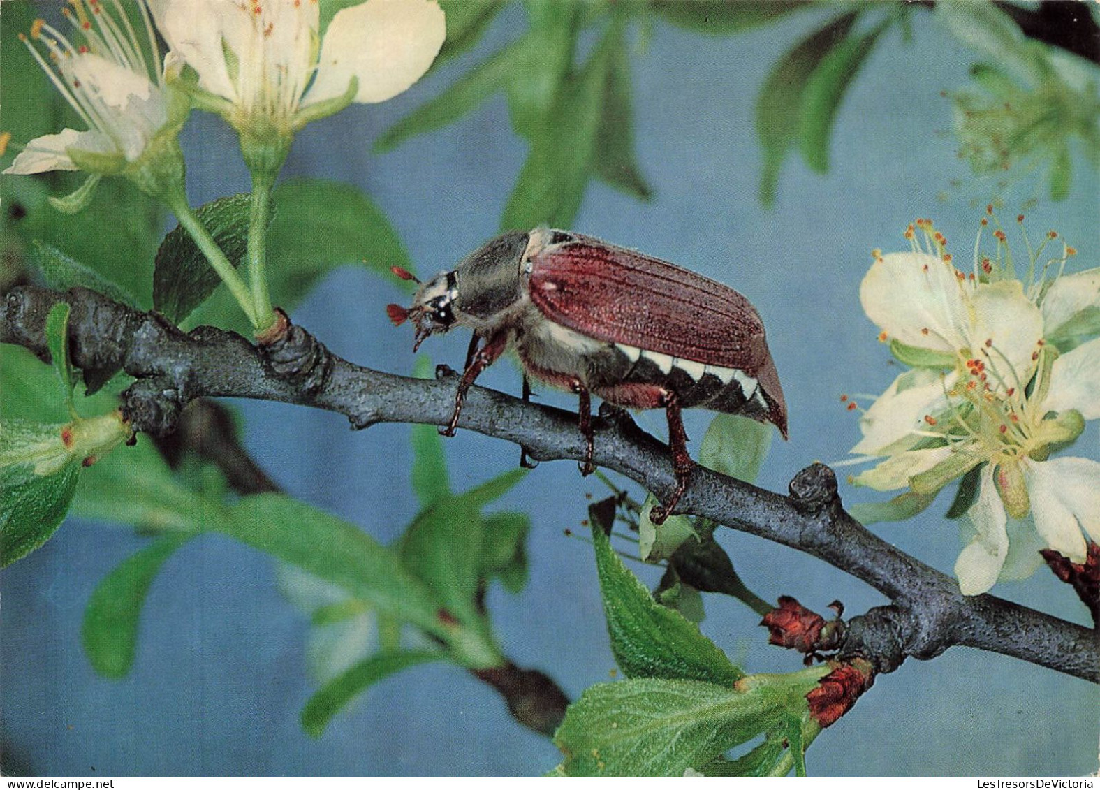 ANIMAUX & FAUNE - Insectes - Hanneton Sur Une Tige De Fleur - Carte Postale Ancienne - Insectes