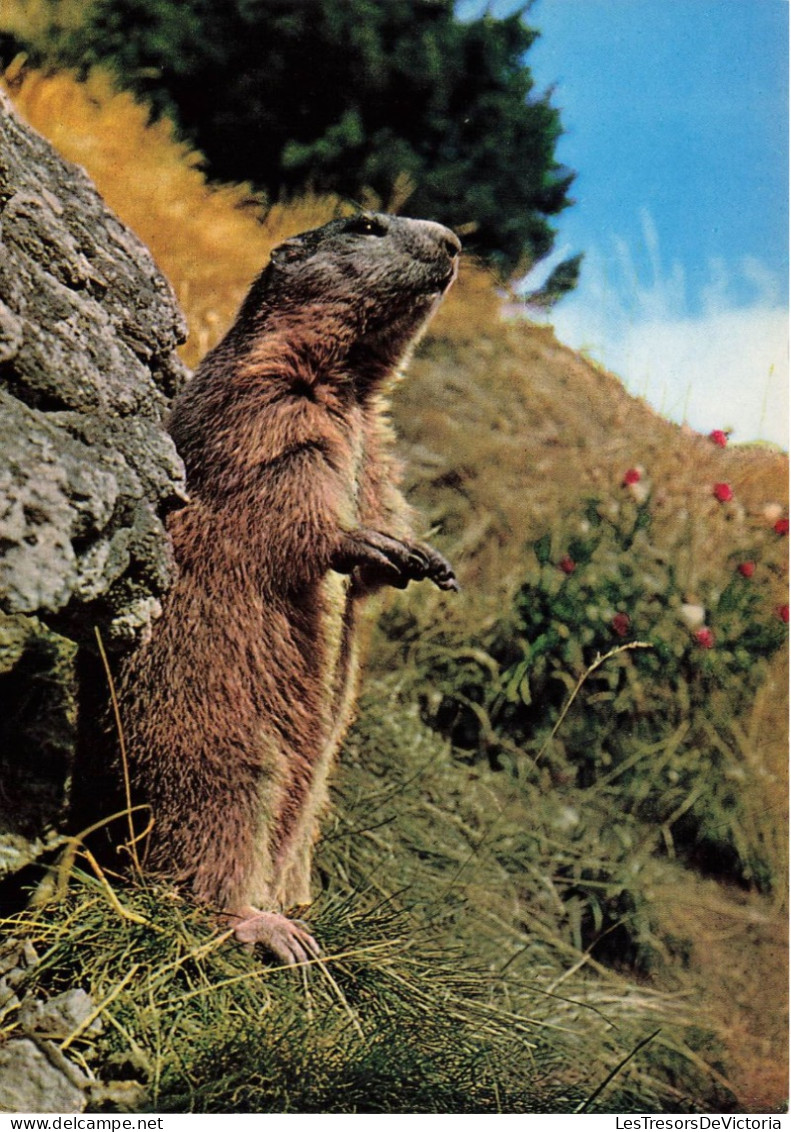 ANIMAUX & FAUNE - Marmotte - Murmeltier - Marmot - Une Marmotte Debout - Carte Postale Ancienne - Other & Unclassified