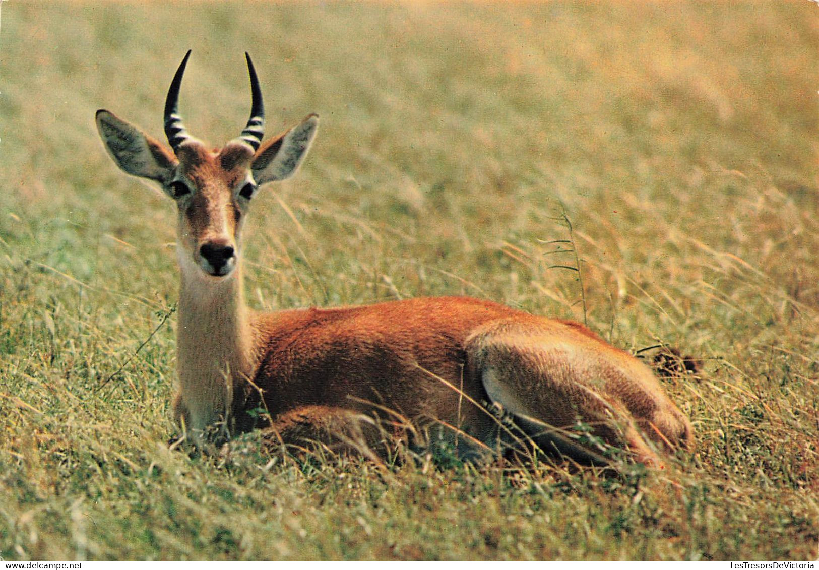 ANIMAUX & FAUNE - Antilope - Faune Africaine - African Fauna - Antelope - Carte Postale Ancienne - Other & Unclassified