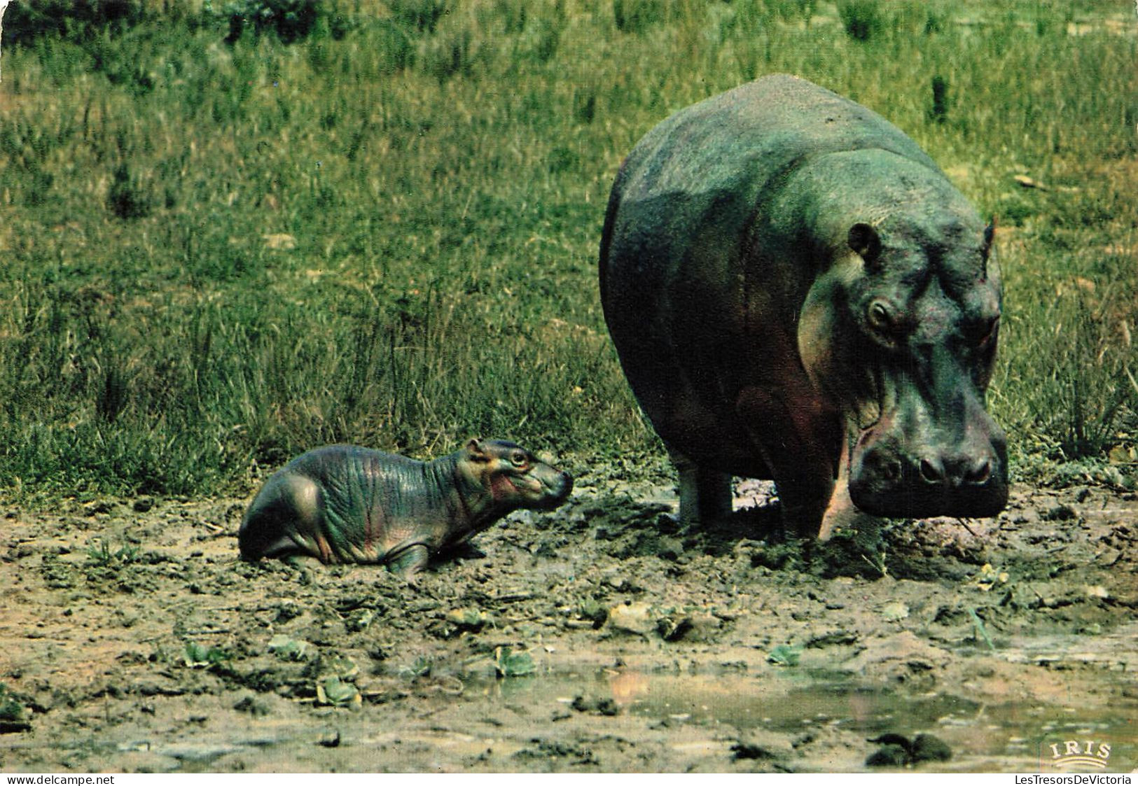 ANIMAUX & FAUNE - Hippopotames - Faune Africaine - Maman Et Bébé Hippopotame - Carte Postale Ancienne - Hipopótamos