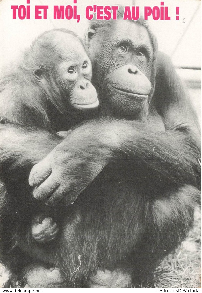 ANIMAUX & FAUNE - Singes - Toi Et Moi C'est Au Poil - Deux Singes Faisant Un Calin - Carte Postale Ancienne - Scimmie