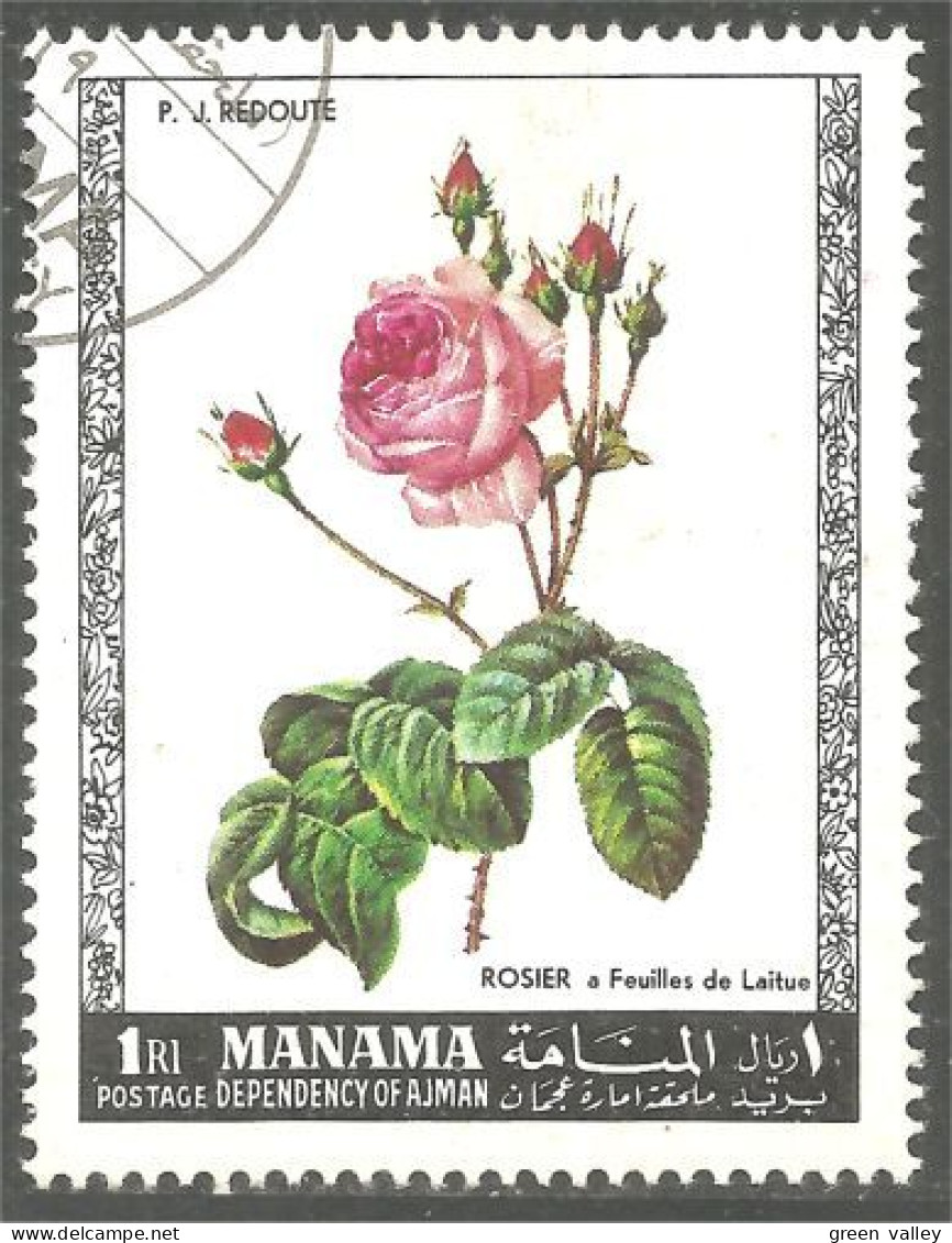 622 Manama Fleur Flower Blum Rose Rosa Tree (MNM-9) - Roses