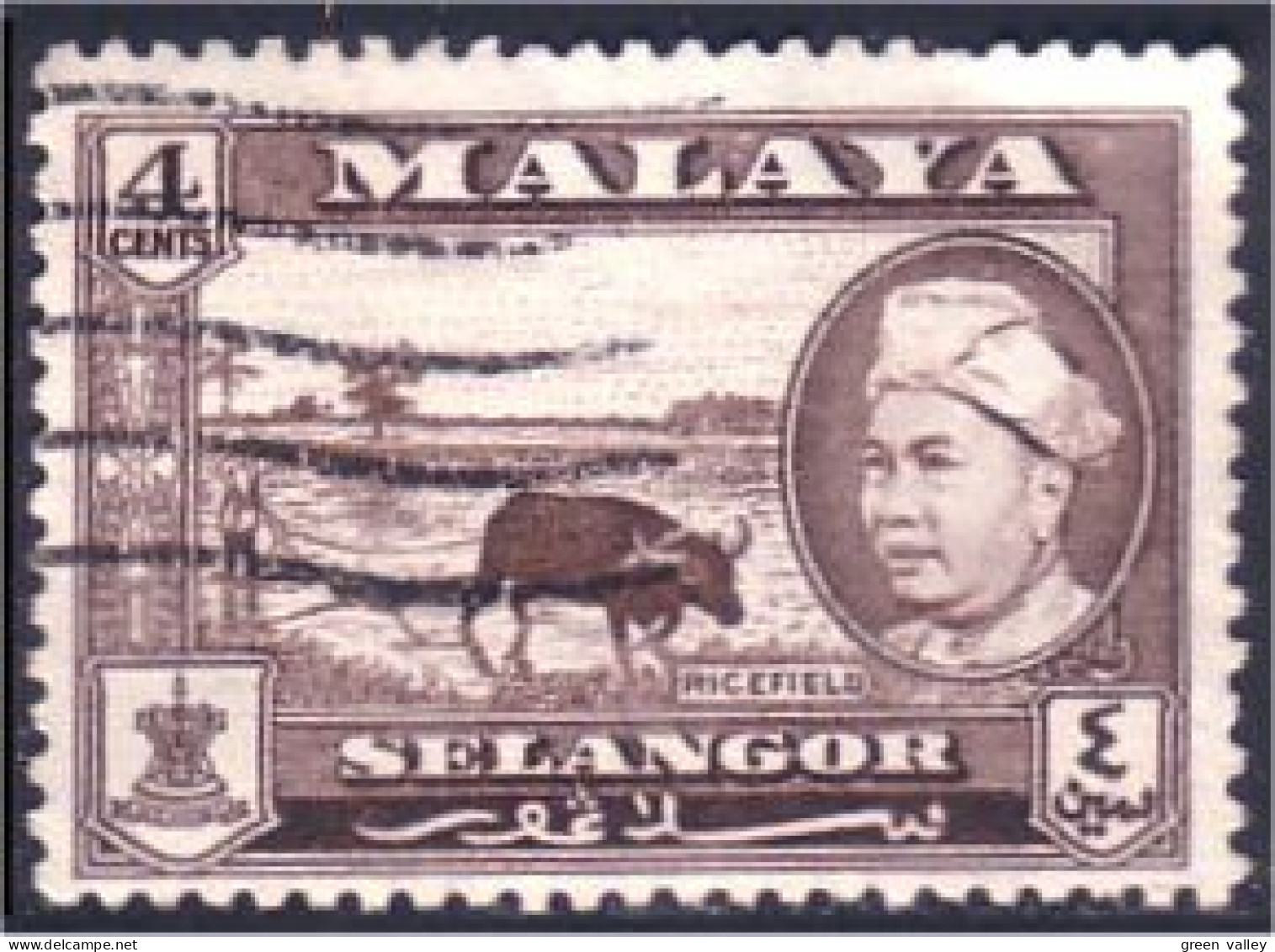 618 Malaya Malaisie Selangor Buffle Culture Du Riz Rice Field Buffalo (MLY-29) - Alimentación