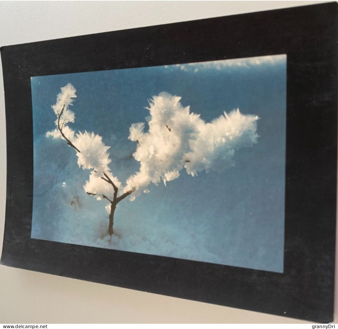 Arbre Et Ses Flocons De Neige Sous Un Ciel Radieux -photo Serge Marmounier - Trees