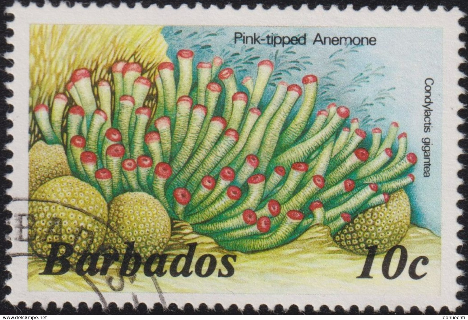 1988 Barbados ° Mi:BB 620YIV, Sn:BB 643e, Yt:BB 722, Pink-tipped Anemone (Condylactis Gigantea) - Barbados (1966-...)