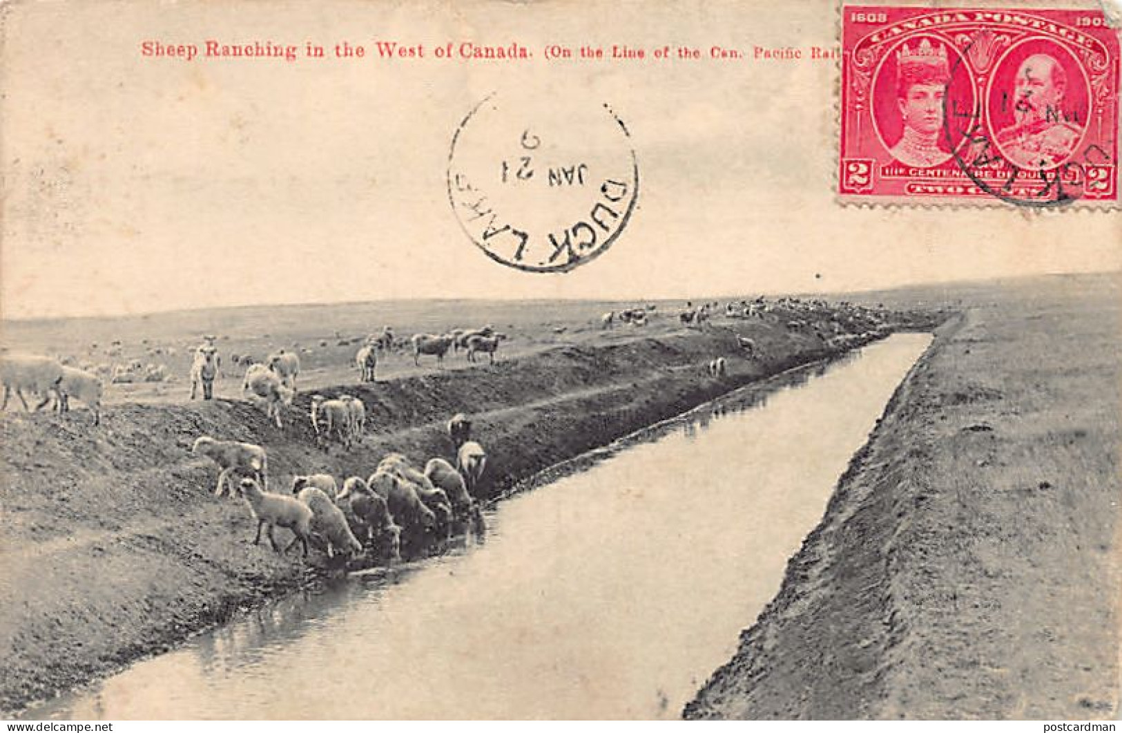 Canada - DUCK LAKE (SK) Sheep Ranching In The West Of Canada - On The Line Of The Canada Pacific Railway - Autres & Non Classés
