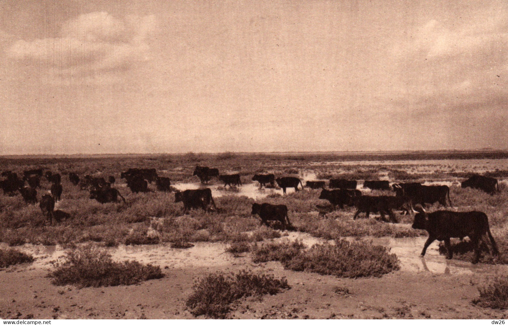 Taureaux En Camargue - Manade Baroncelli Dans Le Marais - Photo George - Carte N° 573 Non Circulée - Bull