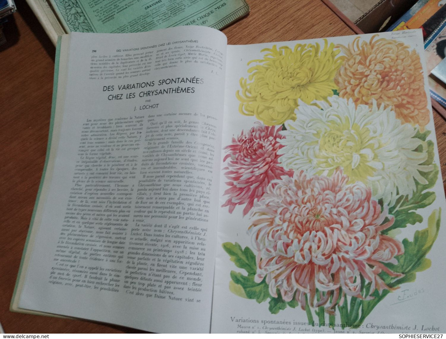 153 // REVUE HORTICOLE 1936 / CHRYSANTHEMES - Jardinería