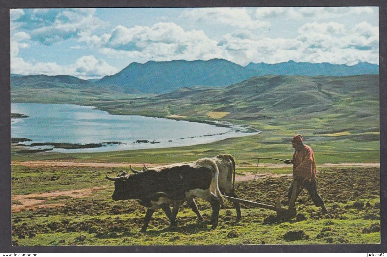 127705/ Region Of Cuzco, Typical Scene Of Plowing The Soil With Oxen - Perú