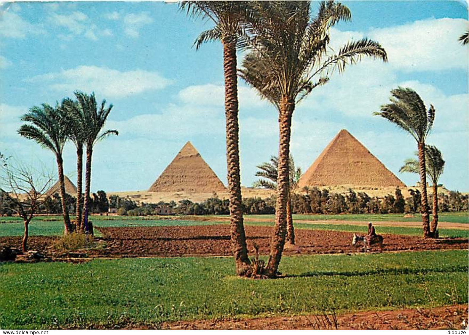 Egypte - Gizeh - Giza - Les Pyramides - The Pyramids - Voir Timbre - CPM - Voir Scans Recto-Verso - Guiza