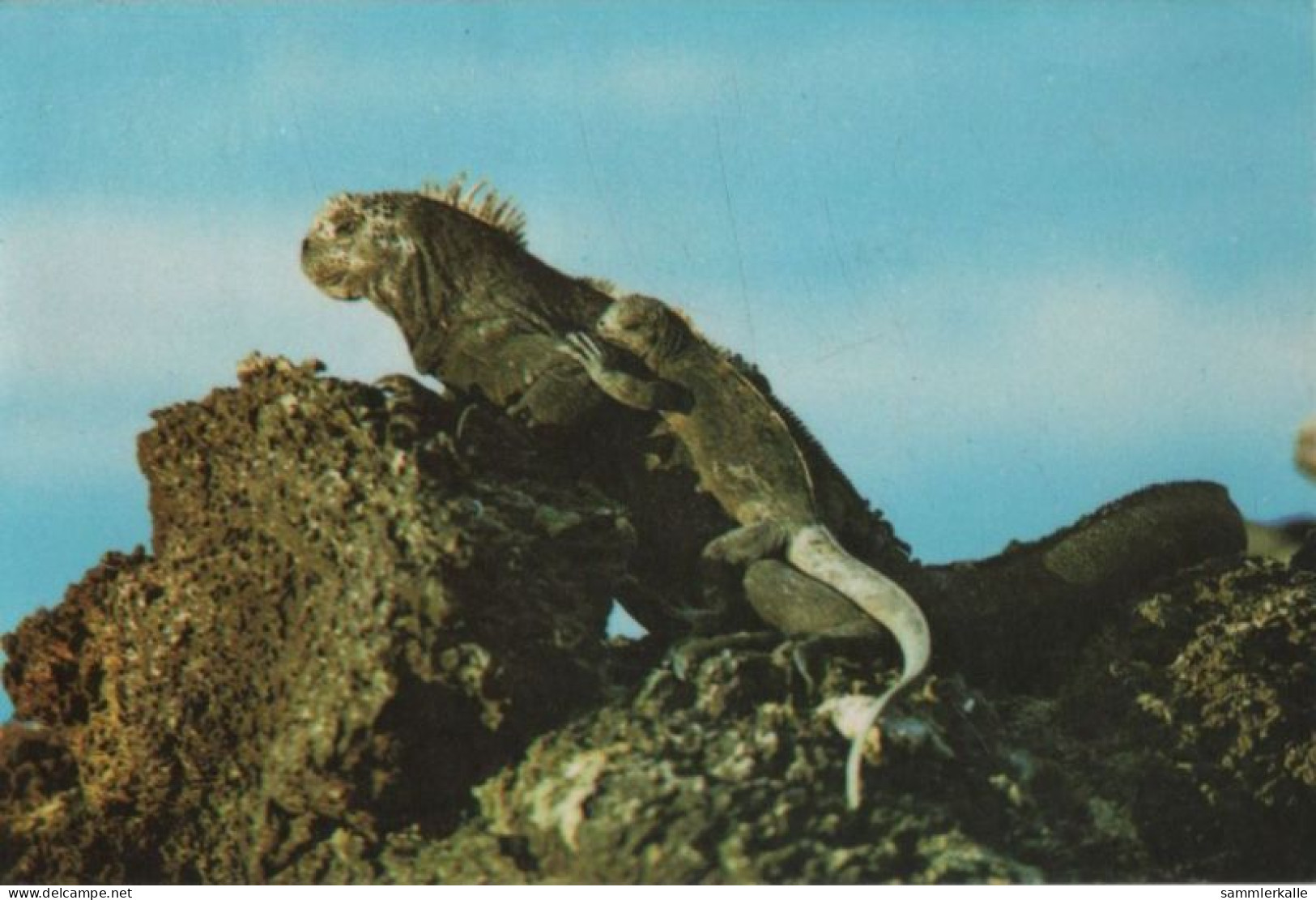 109929 - Galapagosinseln - Ecuador - Iguana - Ecuador