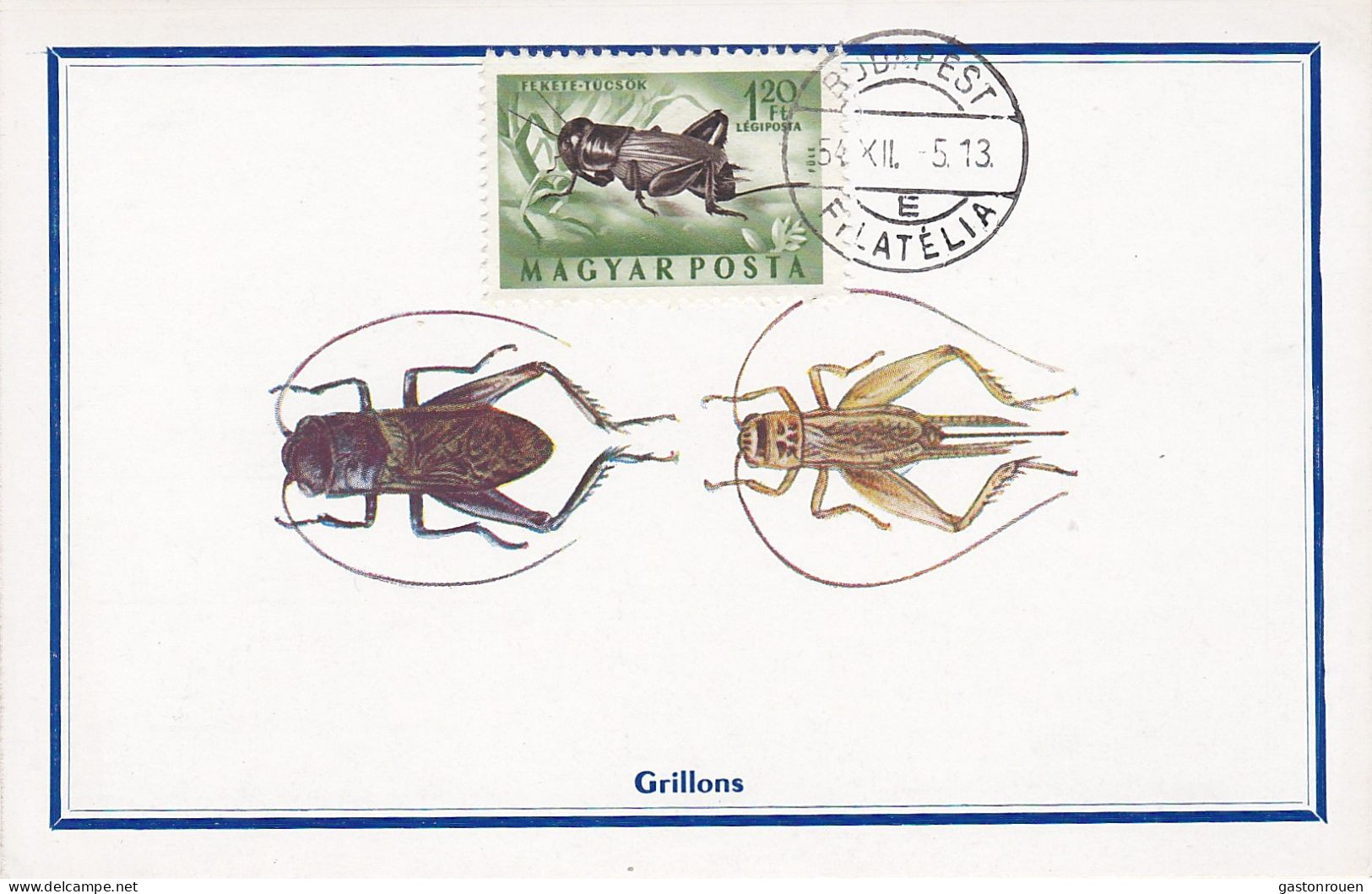 Carte Maximum Hongrie Hungary Insecte Insect Pa166 - Maximumkarten (MC)