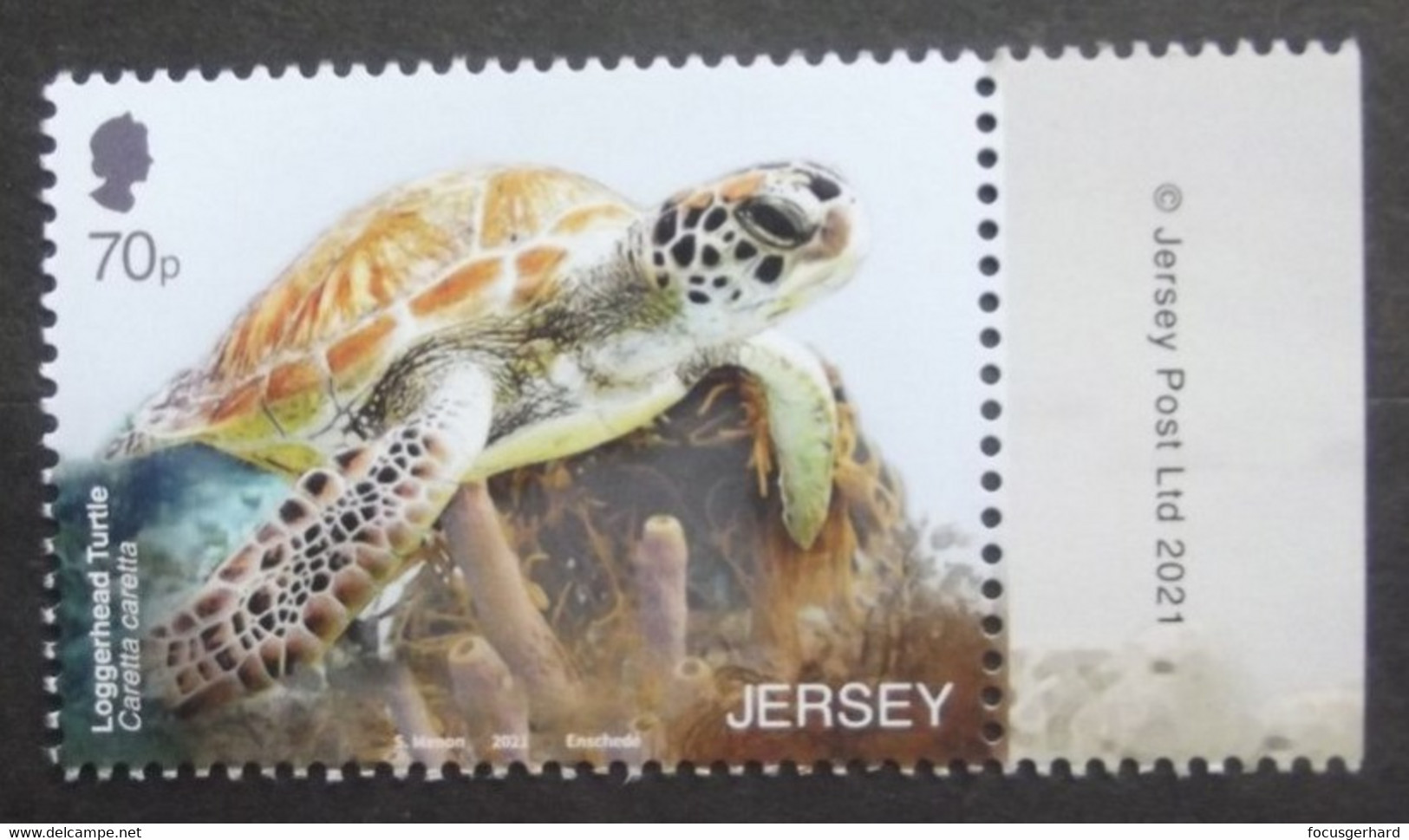 Jersey   Schildkröte      2021    ** - Schildpadden