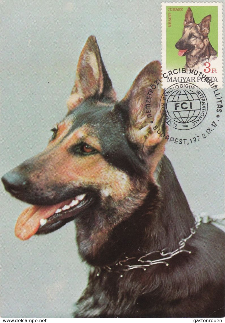 Carte Maximum Hongrie Hungary Chien Dog Berger Allemand German Shepherd 1908 - Cartoline Maximum