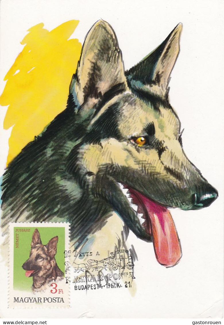 Carte Maximum Hongrie Hungary Chien Dog Berger Allemand German Shepherd 1908 - Cartoline Maximum