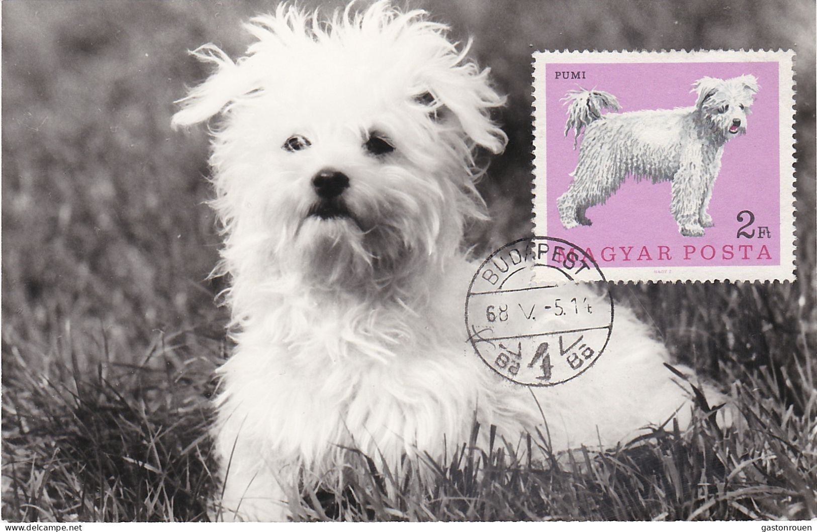 Carte Maximum Hongrie Hungary Chien Dog Pumi 1907 - Cartes-maximum (CM)