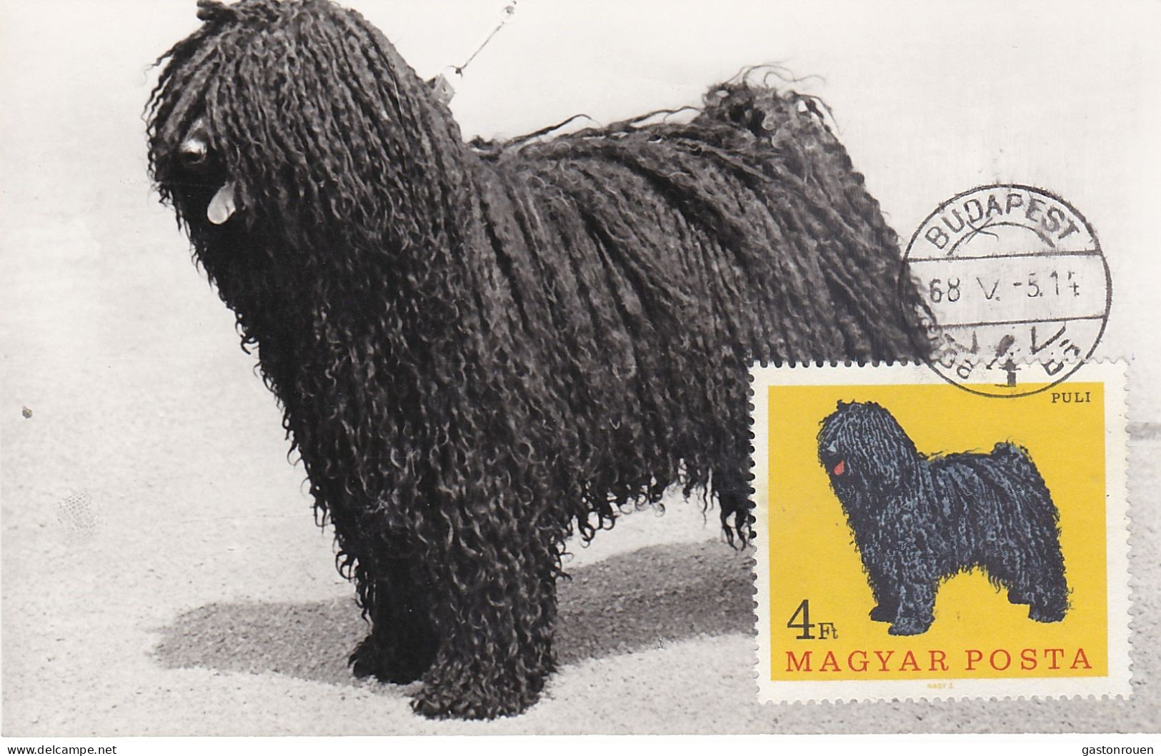 Carte Maximum Hongrie Hungary Chien Dog Puli 1909 - Maximum Cards & Covers