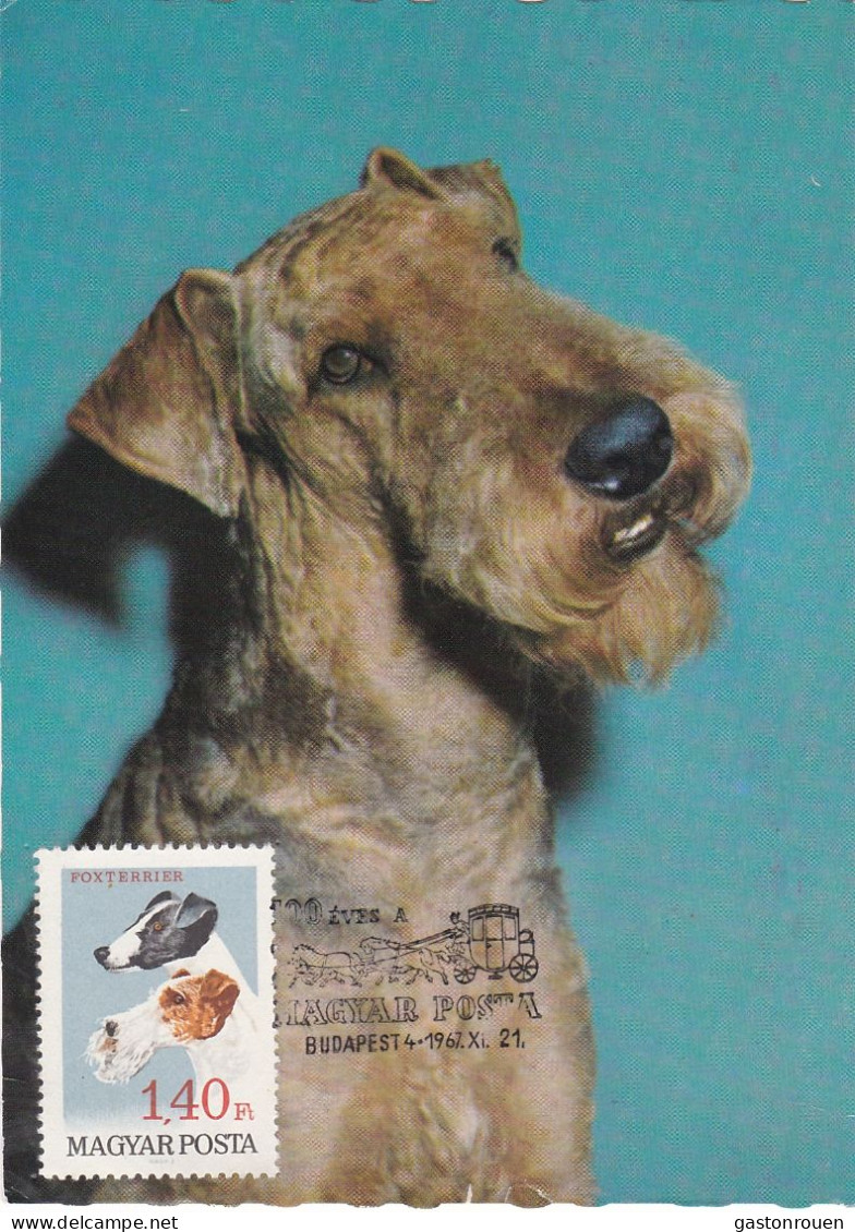 Carte Maximum Hongrie Hungary Chien Dog Foxterrier Fox Terrier 1906 - Cartoline Maximum