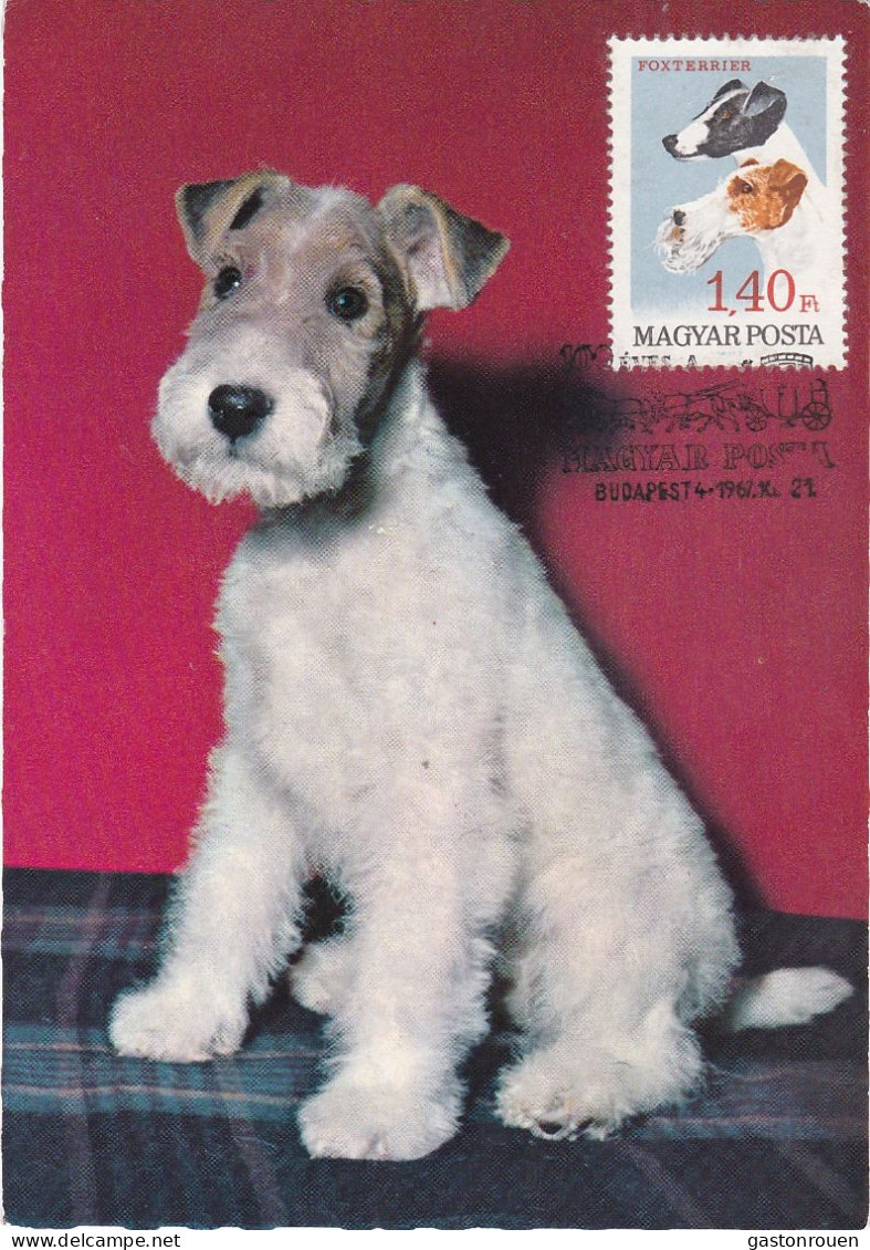 Carte Maximum Hongrie Hungary Chien Dog Foxterrier Fox Terrier 1906 - Maximumkarten (MC)