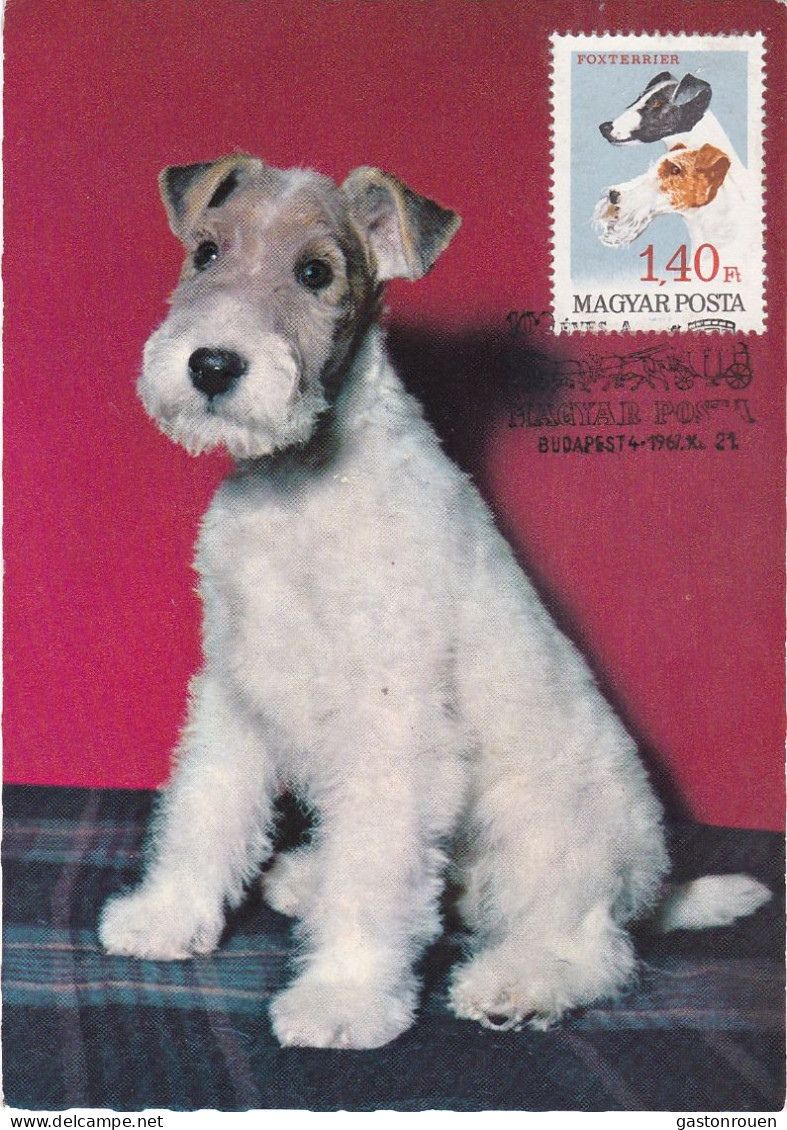 Carte Maximum Hongrie Hungary Chien Dog Foxterrier Fox Terrier 1906 - Maximum Cards & Covers