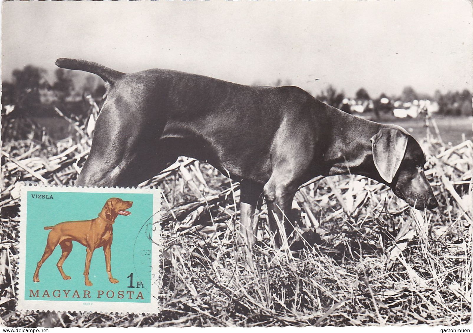 Carte Maximum Hongrie Hungary Chien Dog  1905 - Maximumkaarten