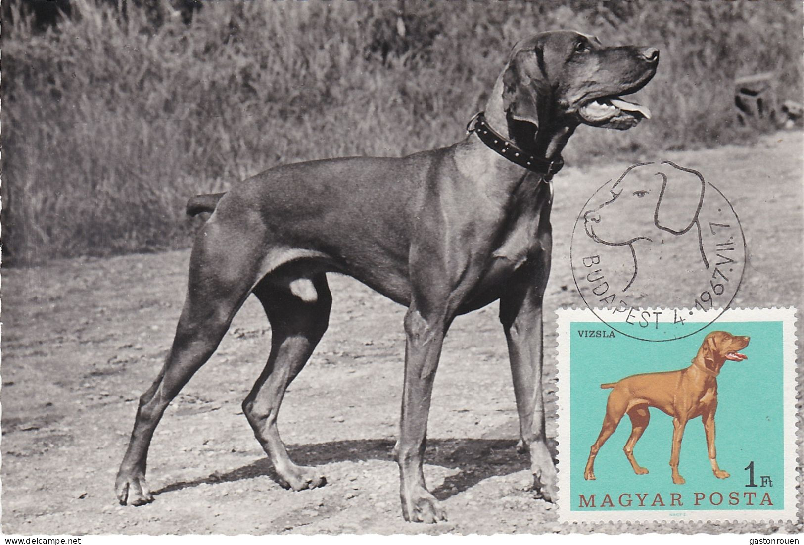 Carte Maximum Hongrie Hungary Chien Dog  1905 Pointer - Cartes-maximum (CM)