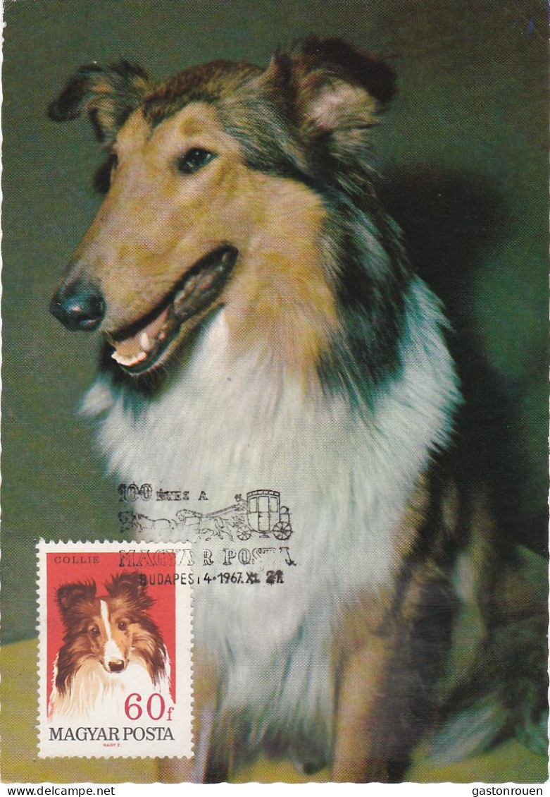 Carte Maximum Hongrie Hungary Chien Dog  Collie Colley 1904 - Cartoline Maximum