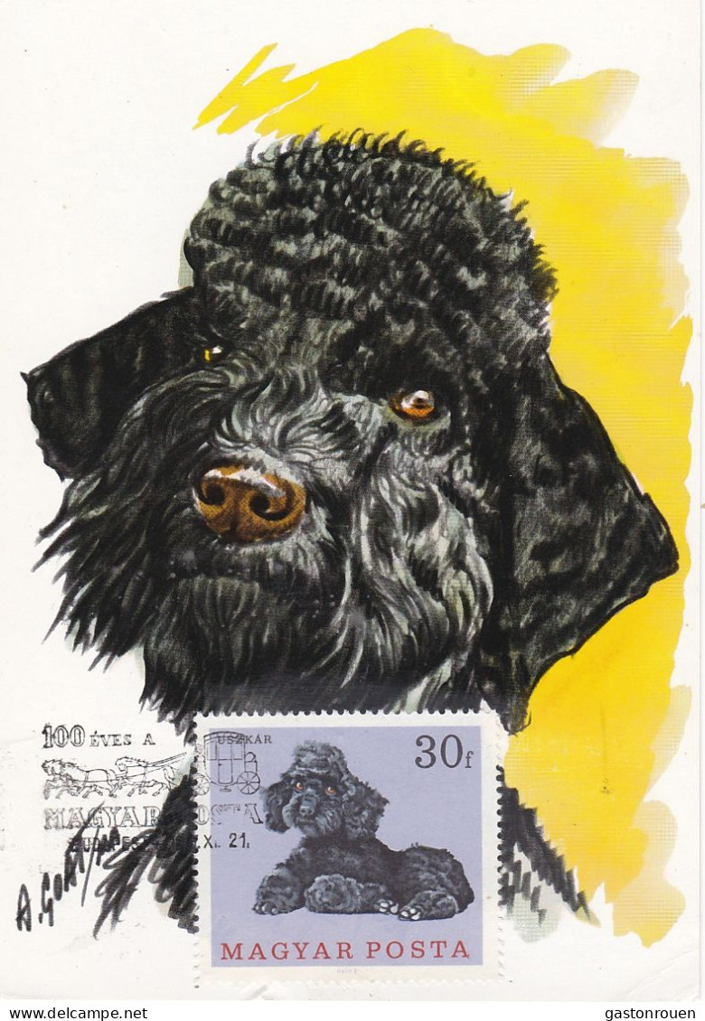 Carte Maximum Hongrie Hungary Chien Dog  Caniche Poodle - Maximum Cards & Covers