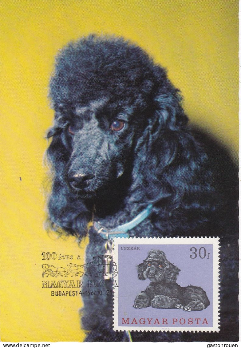 Carte Maximum Hongrie Hungary Chien Dog  Caniche Poodle - Maximum Cards & Covers