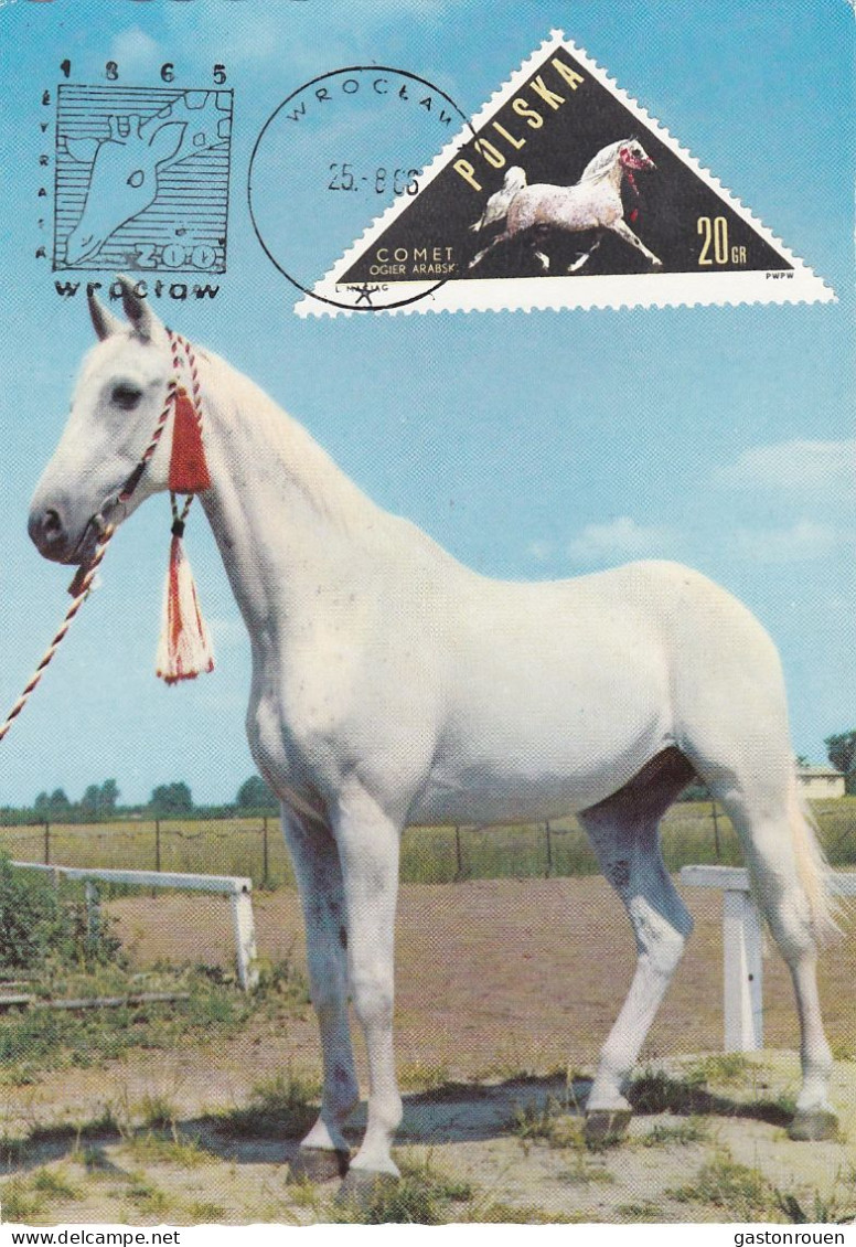 Carte Maximum Hongrie Hungary Cheval Horse 1312 - Cartoline Maximum